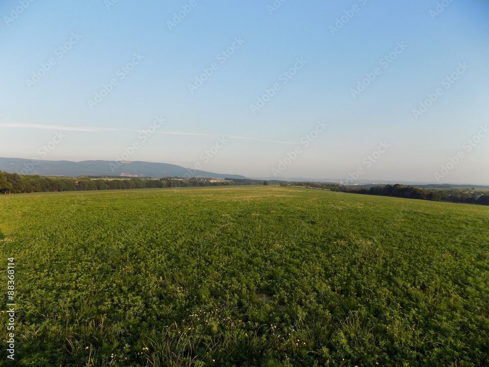 Clover field, forests and blue sky