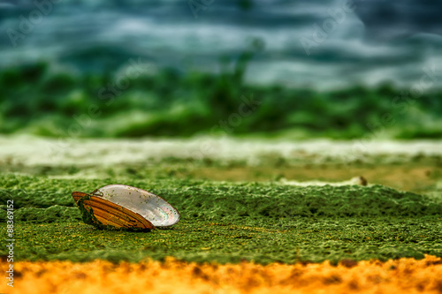 Open shell mussels oyster is on a sandy shore covered with green