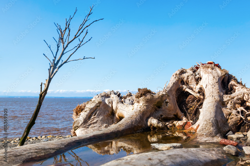 abgestorbener Baum am Strand in Somerset, England abgestorbener Baum am Strand in Somerset, England