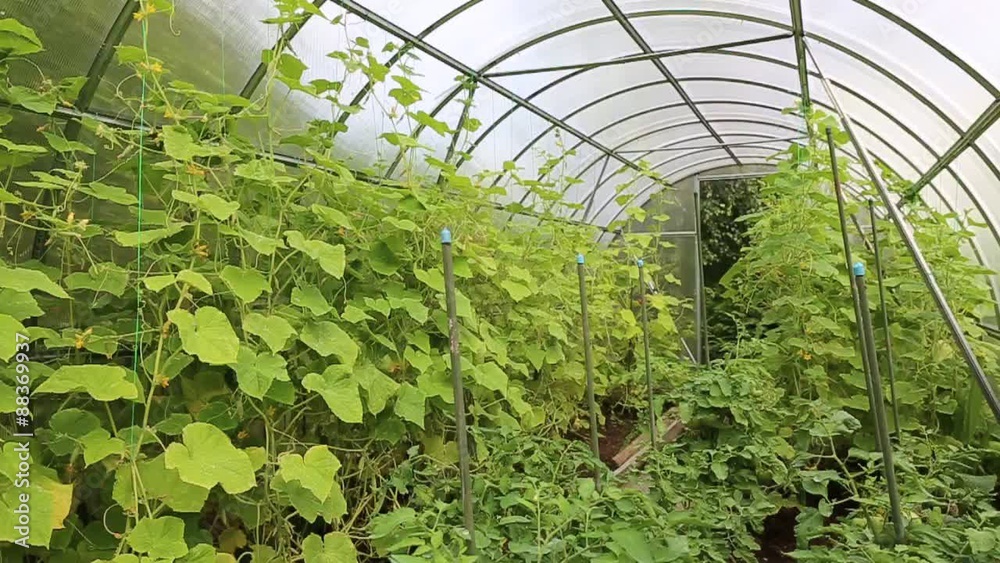 Cucumber plants grown in the greenhouse, made of transparent polycarbonate Cucumber plants grown in the greenhouse, made of transparent polycarbonate