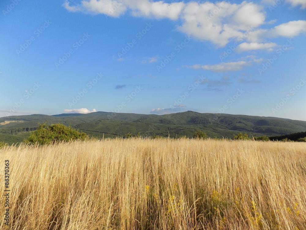 Meadow, forest and sky