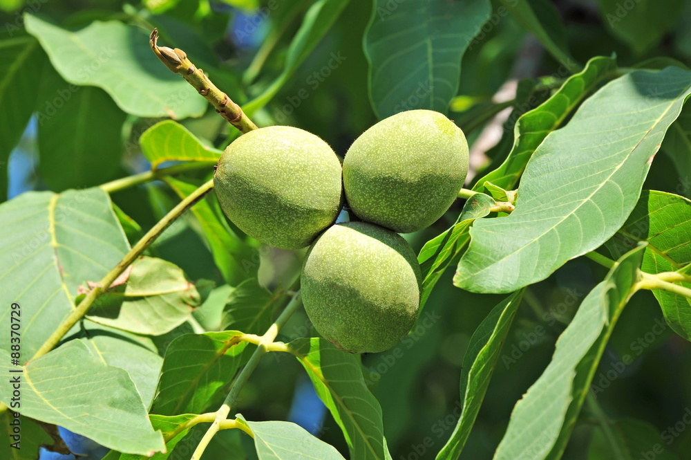 Walnut tree (Juglans regia) branch with fruit Walnut tree (Juglans regia) branch with fruit