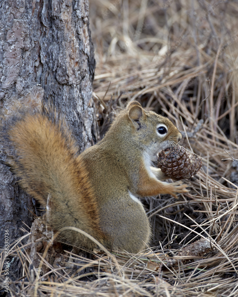 American red squirrel (red squirrel) (spruce squirrel) (Tamiasciurus hudsonicus) with a pine cone, Custer State Park, South Dakota American red squirrel (red squirrel) (spruce squirrel) (Tamiasciurus hudsonicus) with a pine cone, Custer State Park, South Dakota