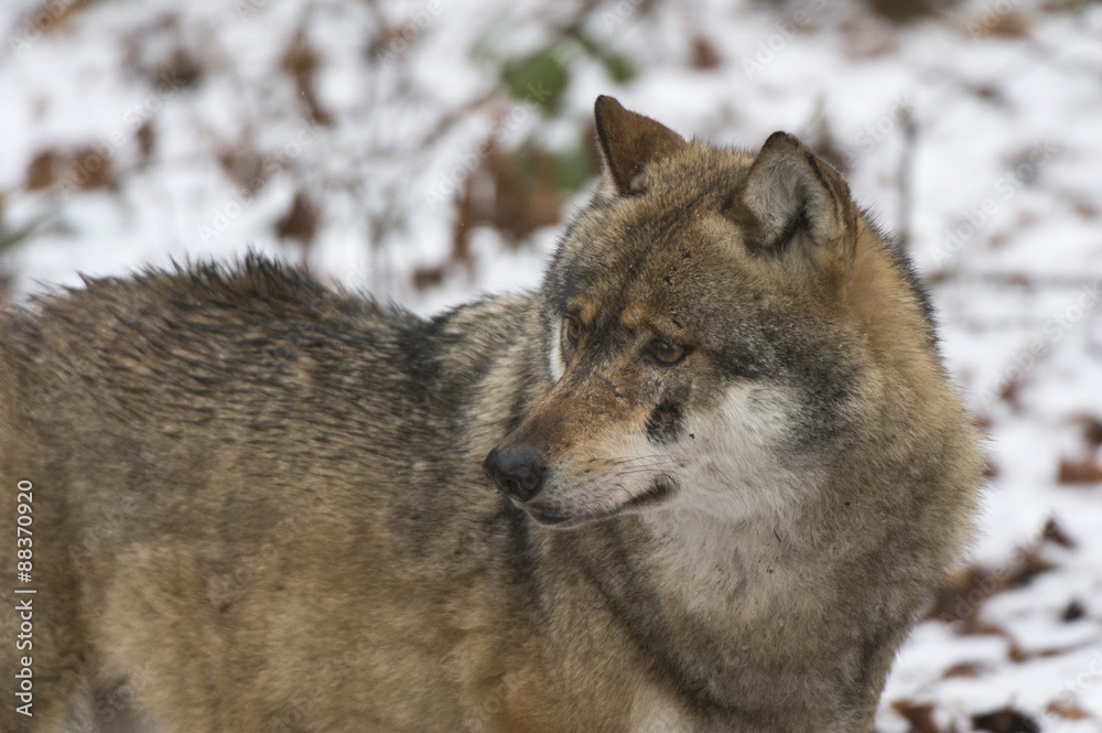 Gray wolf (Canis lupus), Bavarian Forest National Park, Bavaria, Germany Gray wolf (Canis lupus), Bavarian Forest National Park, Bavaria, Germany