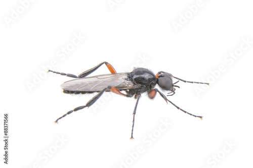 Fly with long foots on a white background