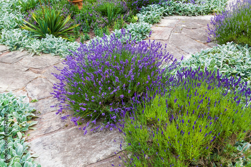 Fototapeta Naklejka Na Ścianę i Meble -  Gartenbeet mit Lavendel