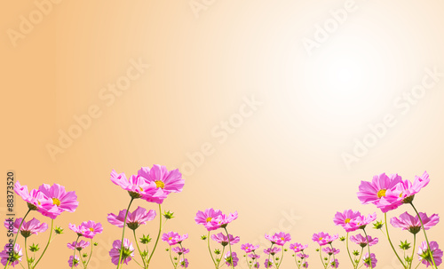 Fototapeta Naklejka Na Ścianę i Meble -  Beautiful pink flowers against with orange background