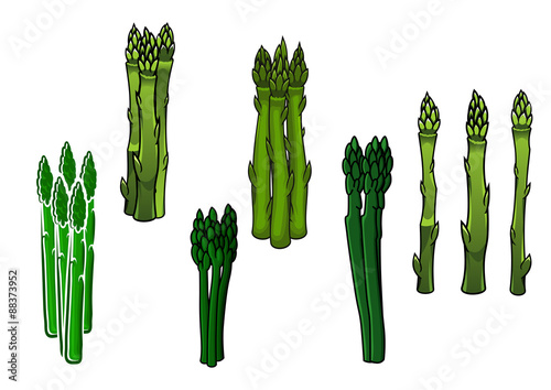 Green asparagus veggies with fleshy spears