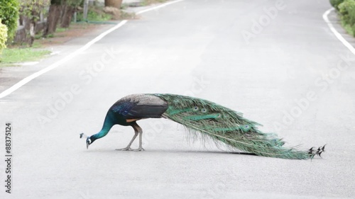 Colorful peacock walking in the street