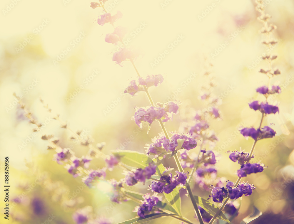  pretty wildflowers toned with a soft retro vintage vintage instagram