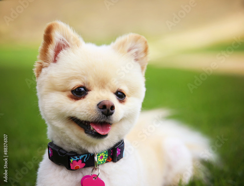 a cute pomeranian puppy dog that has been groomed smiling in a p