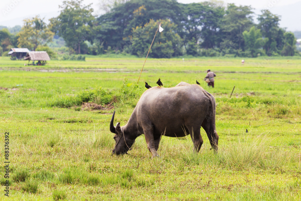 Fototapeta premium Mammal animal, Thai buffalo in grass field