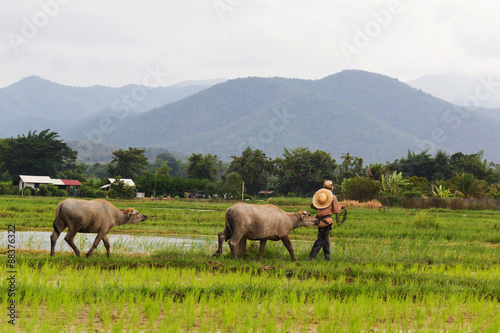 Thai farmer take his buffalo to cattle pen.