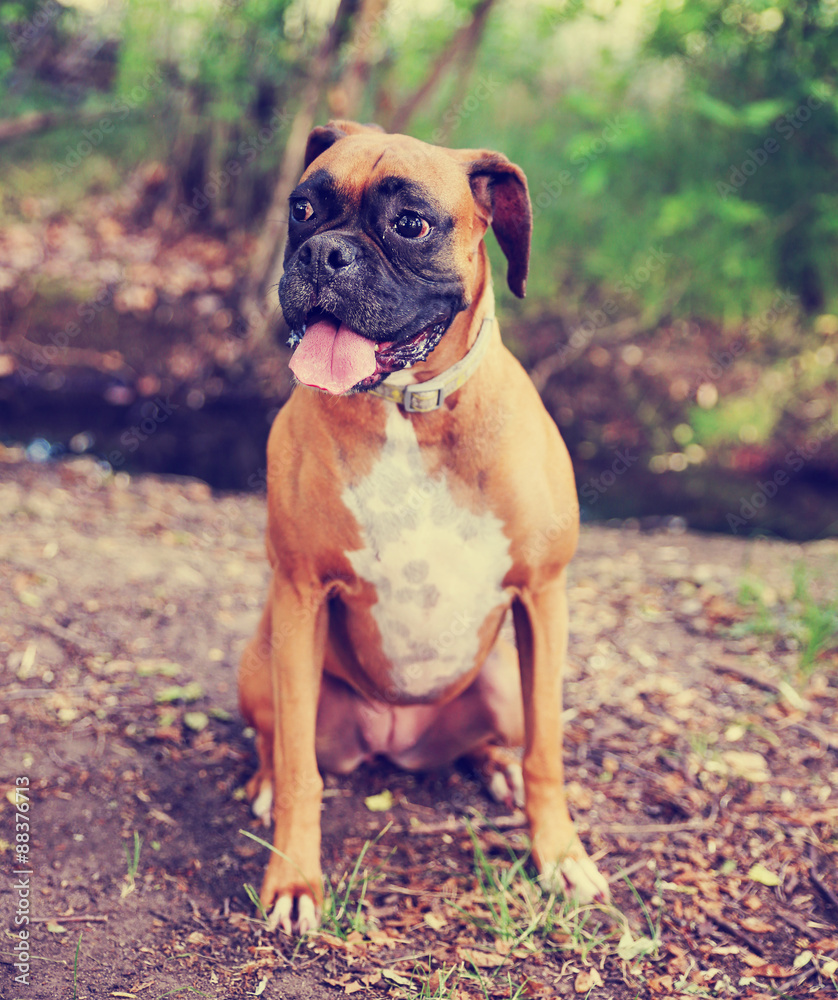 Adult Boxer Portrait In A Natural Outdoor Setting with her tong Adult Boxer Portrait In A Natural Outdoor Setting with her tong
