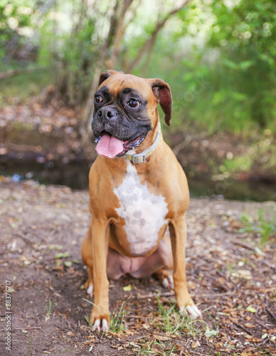 Adult Boxer Portrait In A Natural Outdoor Setting with her tongue out