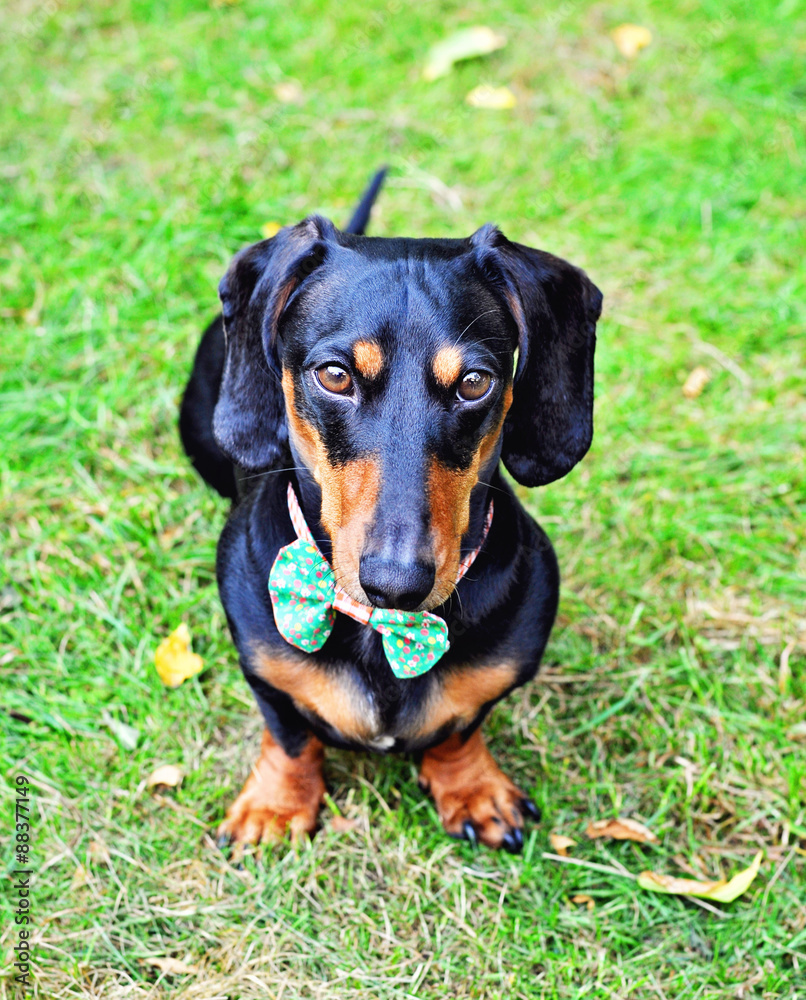 Black and tan miniature Dachshund, purebred dog wearing bow tie, selective focus Black and tan miniature Dachshund, purebred dog wearing bow tie, selective focus