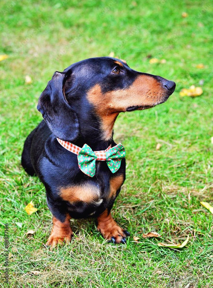 Black and tan miniature Dachshund, purebred dog wearing bow tie, selective focus