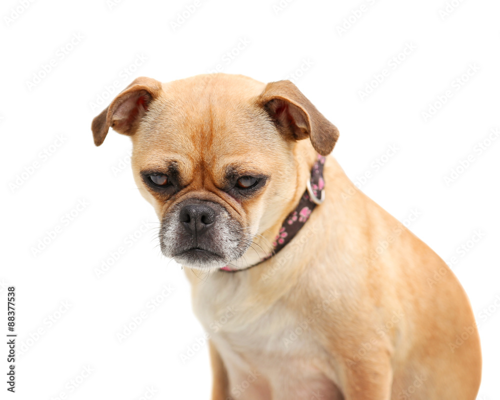 Foto de a pug chihuahua mix dog isolated on a white background do Stock |  Adobe Stock