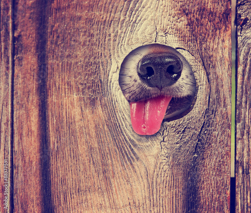 a cute dog's nose and tongue poking out of a hole in the fence l photo