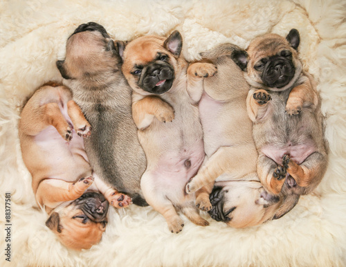 Tableau sur toile a litter of cute chug pug puppy