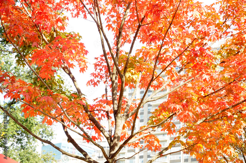 boston common