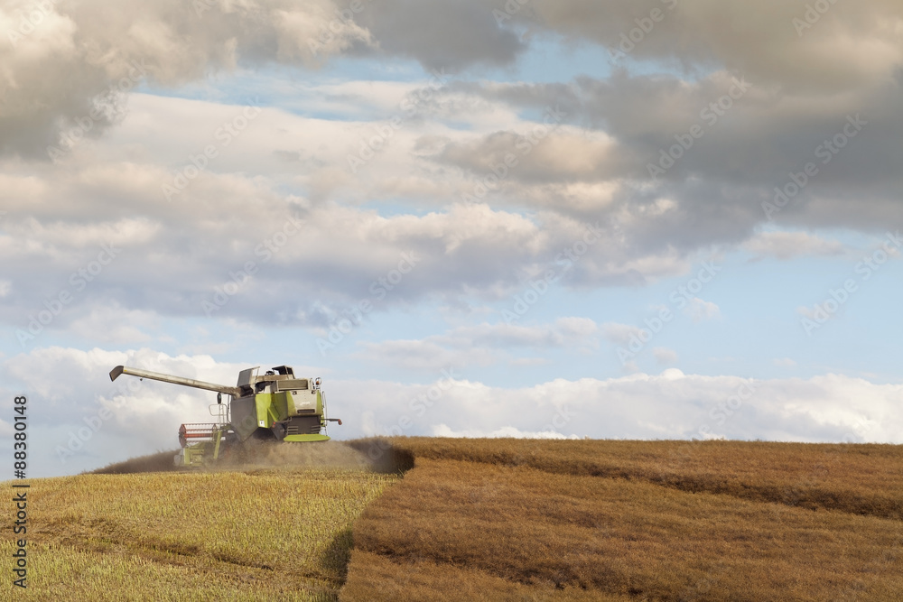 Fototapeta premium Combine Harvesting Hilly Rapeseed Field