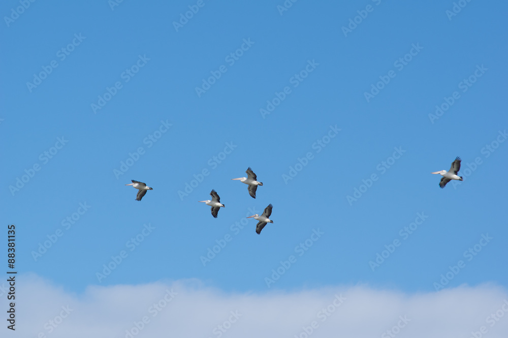 Five pelicans in flight