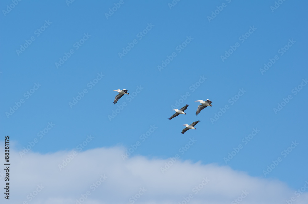 Four pelicans in flight