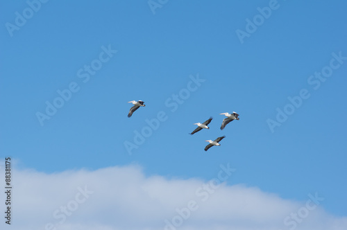 Four pelicans in flight