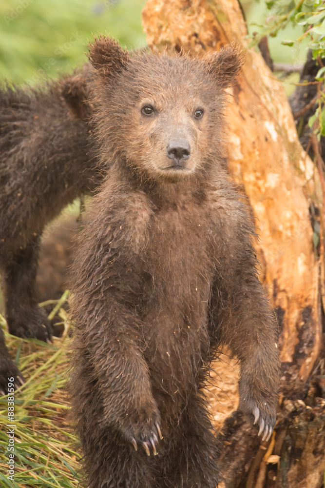 Naklejka premium Brown bear cub standing on hind legs
