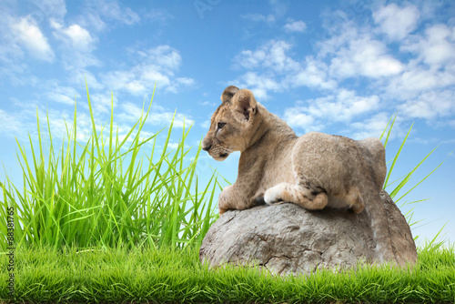 baby lion sit on the rock