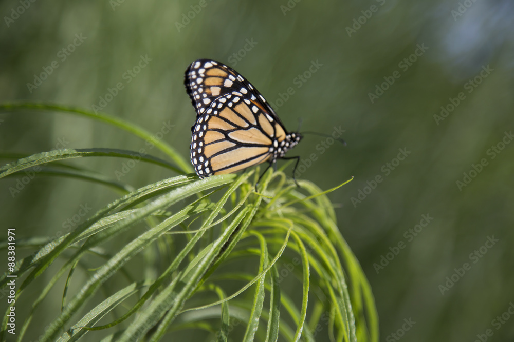 Obraz premium Butterfly - Monarch