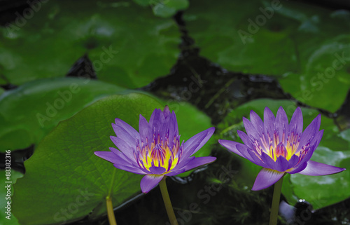 Water lilly flowers