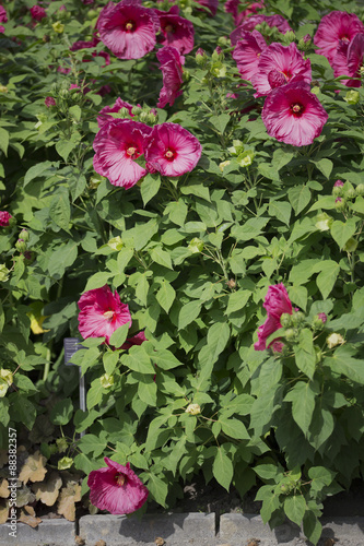 Fototapeta Naklejka Na Ścianę i Meble -  Flower - Rose Mallow - Plum Crazy