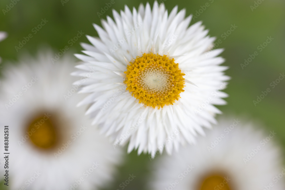 Obraz premium Flower - Straw Flower
