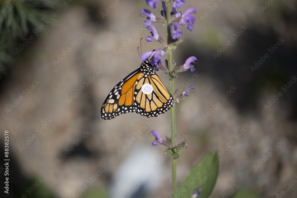 Fototapeta premium Butterfly with Tag - Monarch