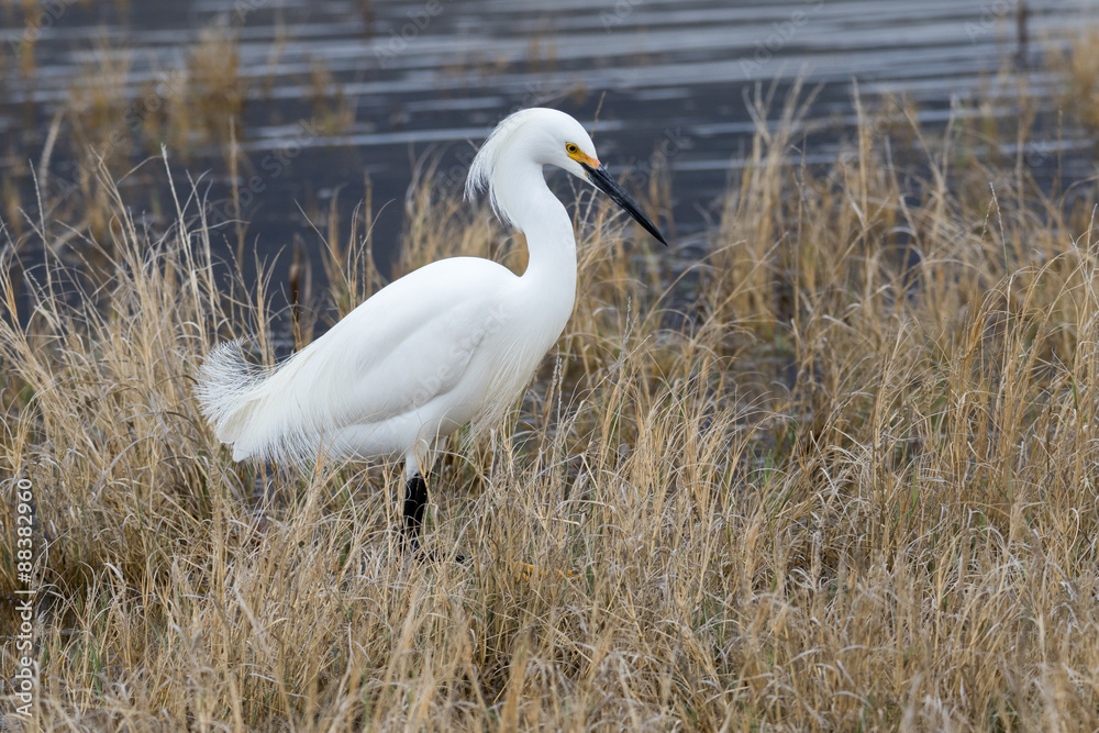 Snowy Egret in dried grass on an overcast day Snowy Egret in dried grass on an overcast day
