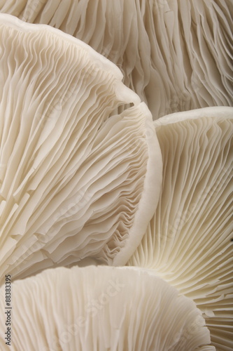 Mushrooms closeup photograph.