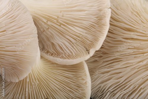 Oyster Mushrooms closeup photograph.