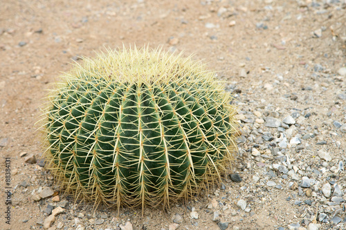 Barrel cactus growing in sand and gravel