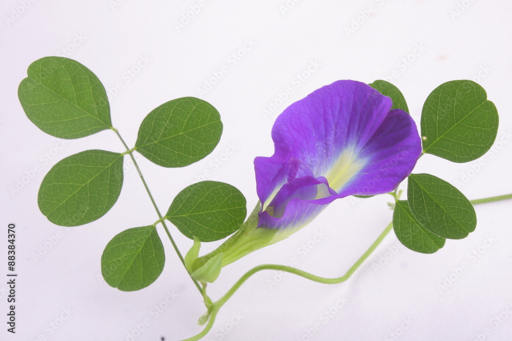 Fototapeta premium Clitoria ternatea flower in white background.