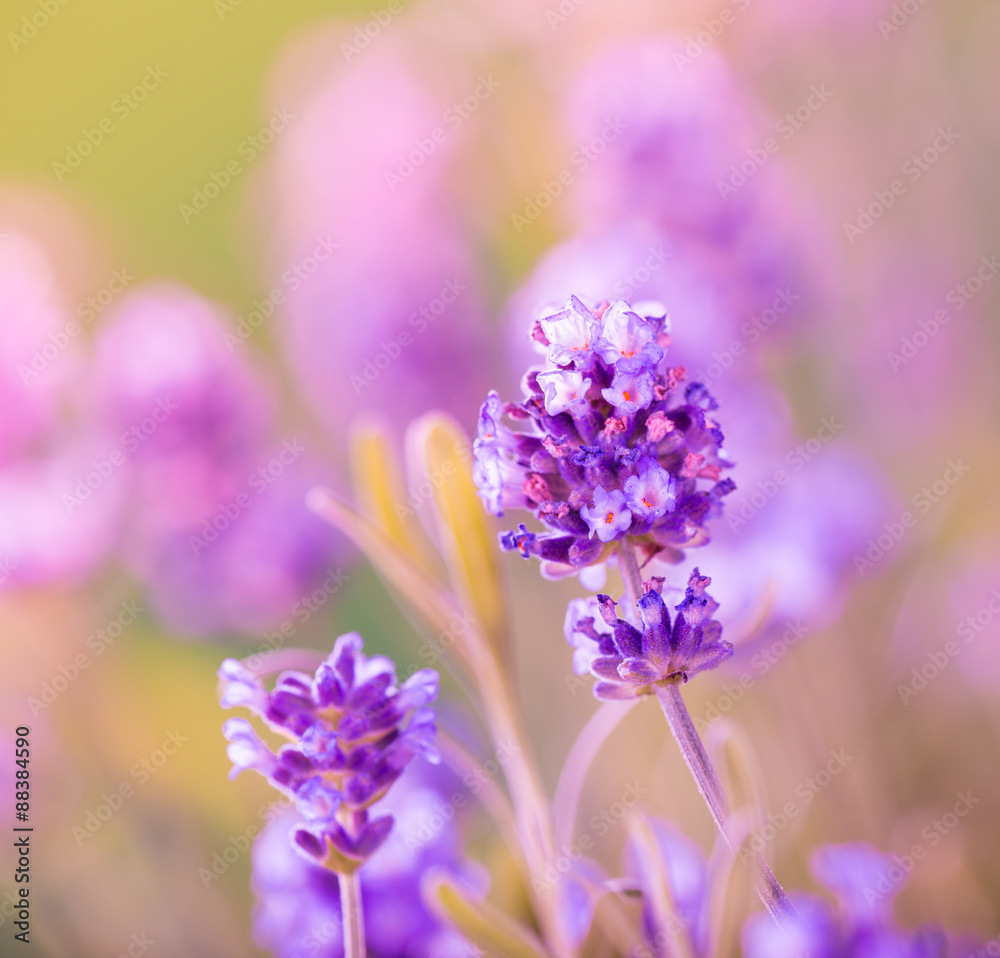 Obraz premium Lavender flowers background