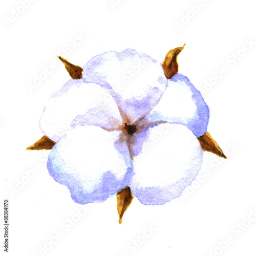 Cotton boll