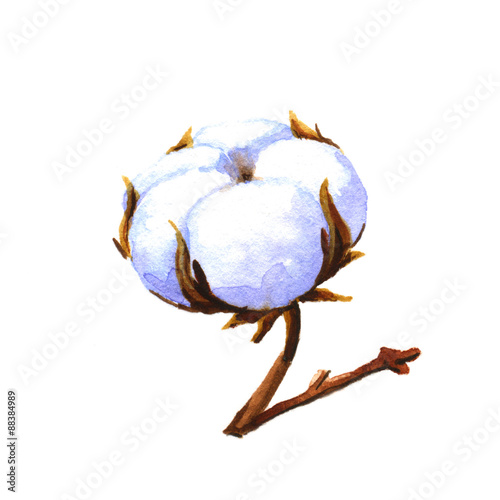 Cotton boll