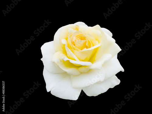 Fototapeta Naklejka Na Ścianę i Meble -   beautiful  yellow rose