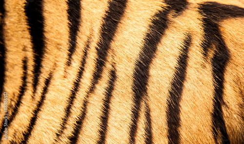 beautiful tiger fur - colorful texture 