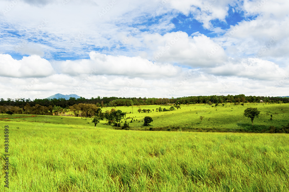 Road of savanna Field in green season.