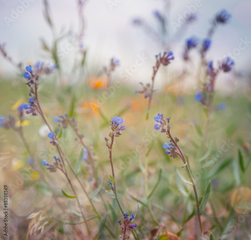 wild flowers in soft focus, background and texture