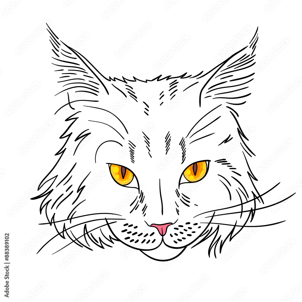 Maine coon Maine coon
