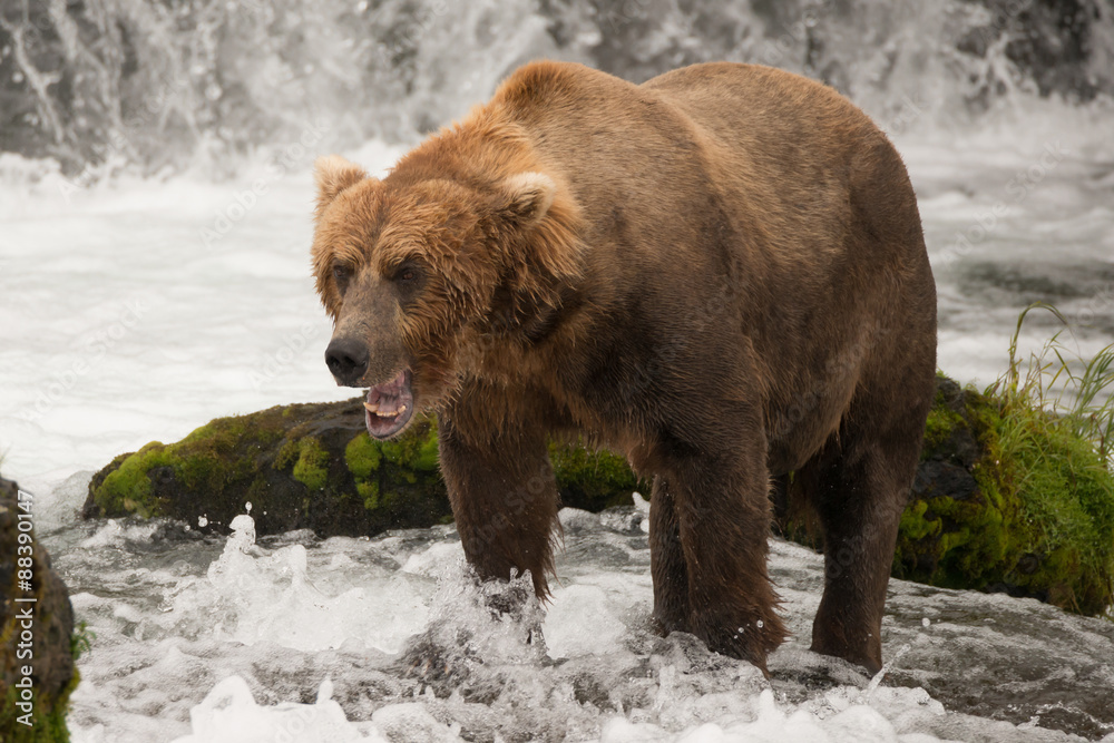 Brown bear yawns beside green mossy rock Brown bear yawns beside green mossy rock